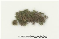 藏品(蕨苔科)的圖片